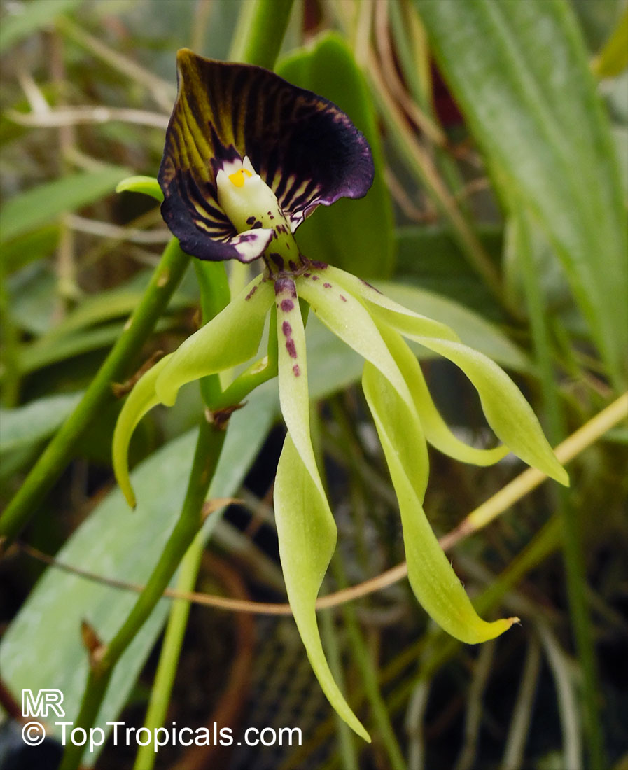 Prosthechea cochleata, Encyclia cochleata, Cockle Orchid