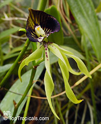 Prosthechea cochleata, Encyclia cochleata, Cockle Orchid

Click to see full-size image