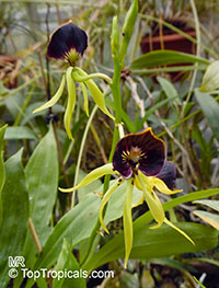 Prosthechea cochleata, Encyclia cochleata, Cockle Orchid