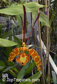 Psychopsis papilio, Butterfly Orchid

Click to see full-size image