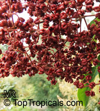 Tetradium daniellii, Euodia daniellii, Bee-bee Tree, Korean Evodia

Click to see full-size image