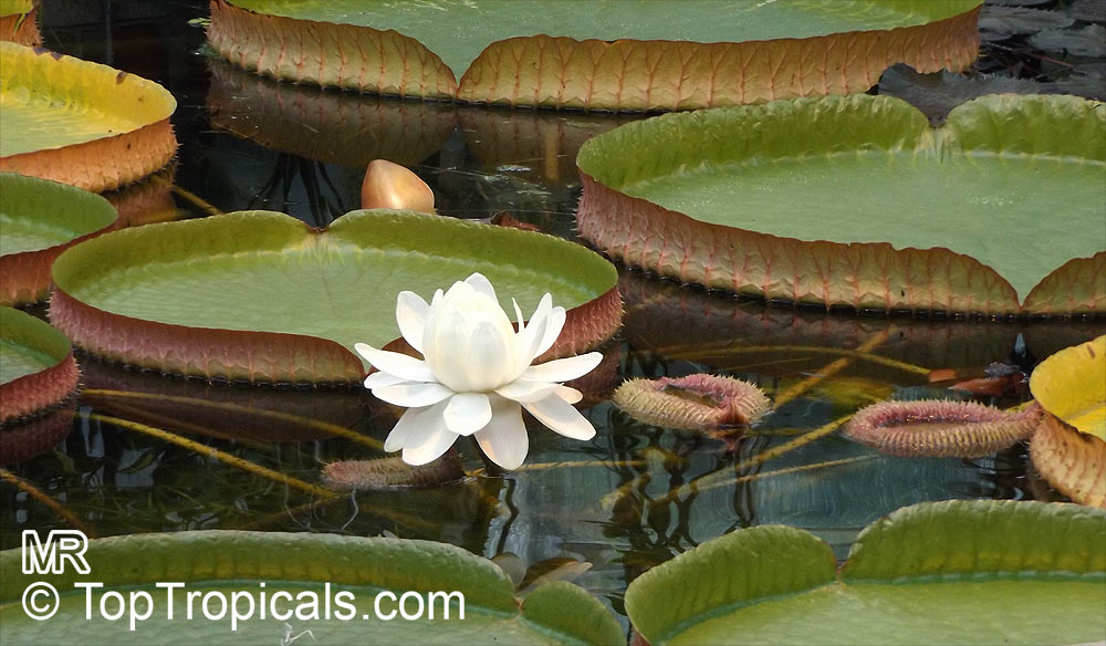 Victoria cruziana, Santa Cruz Water Lily. 05.09.2018 10-30 