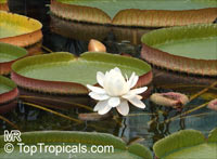 Victoria cruziana, Santa Cruz Water Lily

Click to see full-size image