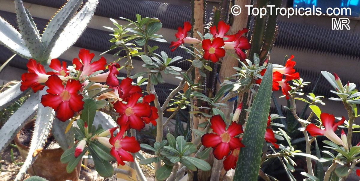 Adenium obesum, Desert Rose, Impala Lily