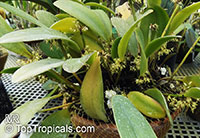 Bulbophyllum sp., Bulbophyllum

Click to see full-size image
