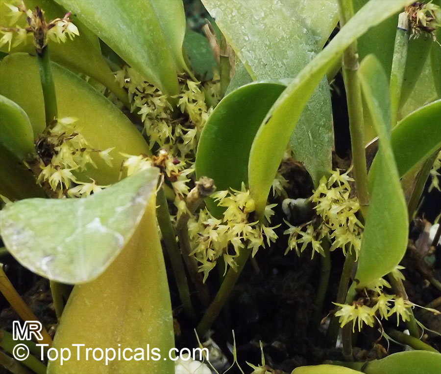 Bulbophyllum sp., Bulbophyllum. Bulbophyllum laxiflorum
