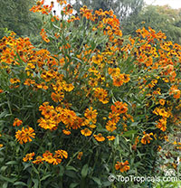 Helenium sp. , Sneezeweed

Click to see full-size image
