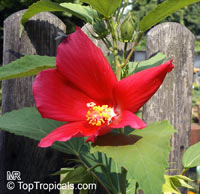 Hibiscus moscheutos, Swamp-rose Mallow, Hardy Hibiscus, Crimsoneyed Rosemallow, Rose Mallow, Swamp Mallow

Click to see full-size image