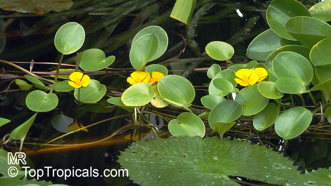 Hydrocleys martii, Water Poppy