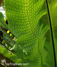 Microsorum musifolium, Alligator Fern, Crocodile Fern

Click to see full-size image
