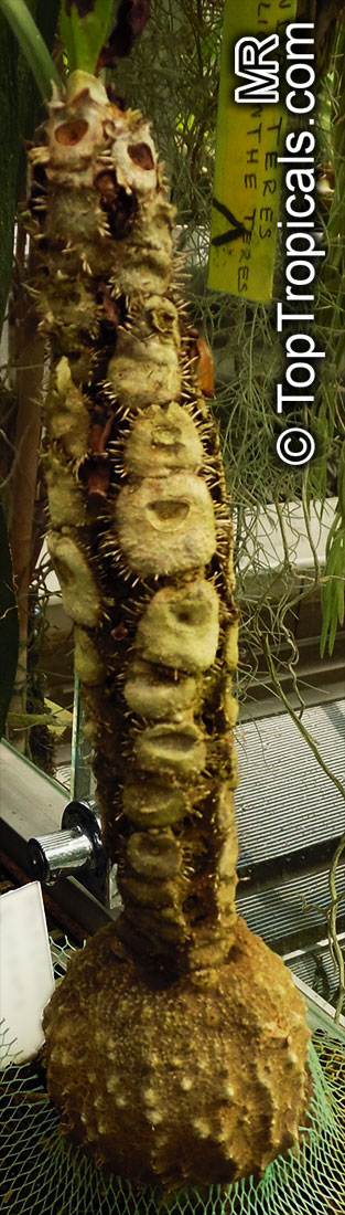 Myrmecodia sp., Ant Plant