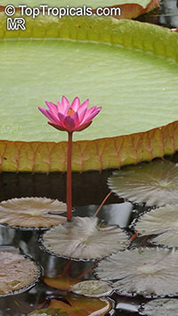 Nymphaea sp., Water Lily
