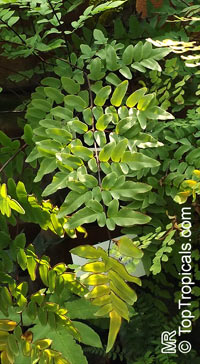 Pellaea viridis, Green Cliff Brake

Click to see full-size image