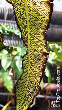 Unknown 98, Fern

Click to see full-size image