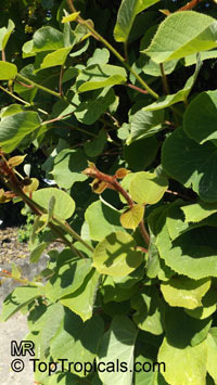 Actinidia chinensis, Kiwi Fruit

Click to see full-size image