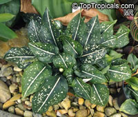Aglaonema costatum, Spotted Evergreen

Click to see full-size image