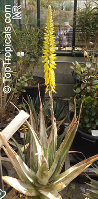 Aloe vera, Aloe barbadensis, Chinese Aloe, Indian Aloe, True Aloe, Barbados Aloe, Burn Aloe, First Aid Plant