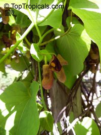 Aristolochia macrophylla, Aristolochia durior, Dutchman's Pipe

Click to see full-size image