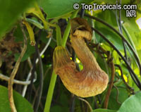 Aristolochia manchuriensis, Manchurian Pipevine

Click to see full-size image