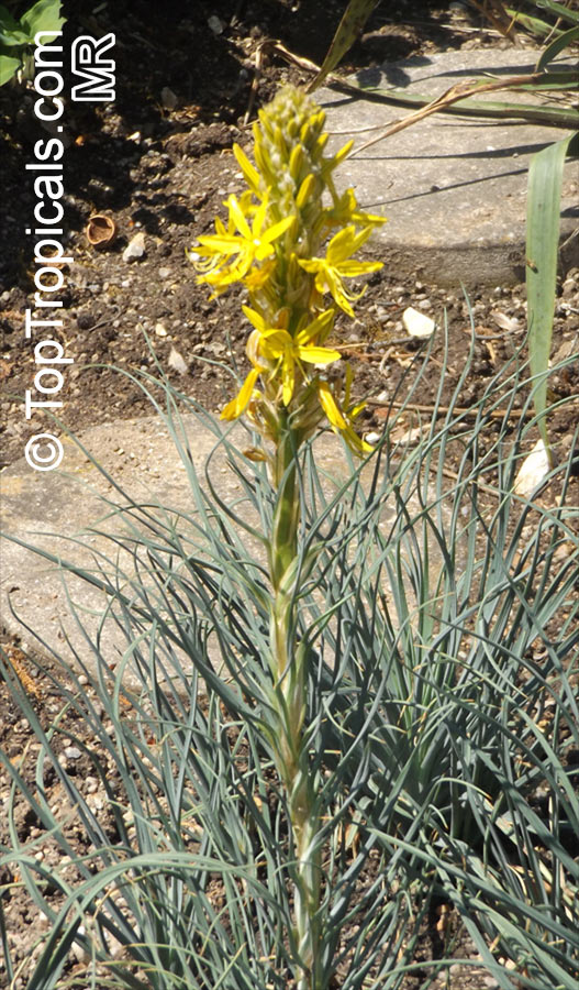 Asphodeline lutea, King's Spear, Yellow Asphodel