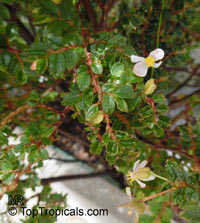 Begonia foliosa, Begonia fuchsioides, Shrub Begonia 

Click to see full-size image