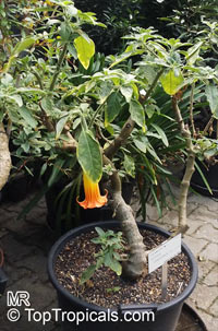 Brugmansia sanguinea, Datura sanguinea, Red Angels Trumpet, Red Datura, Eagle Tree

Click to see full-size image
