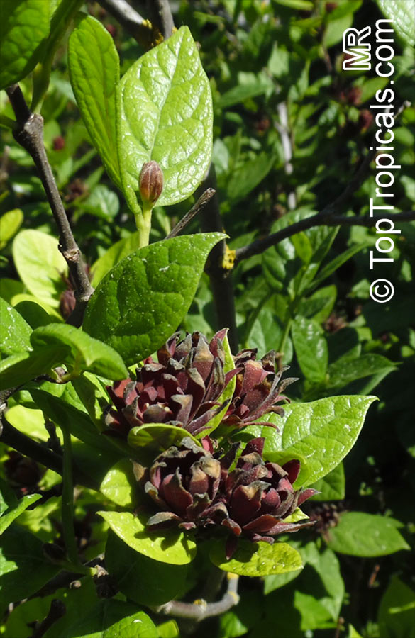 Calycanthus floridus, Sweetshrub, Carolina allspice, Strawberry shrub, Pineapple shrub