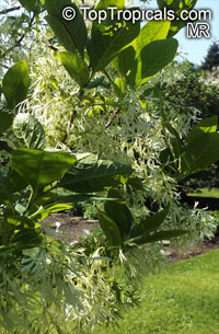 Chionanthus virginicus, Fringe Tree, Old Man's Beard

Click to see full-size image