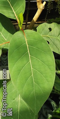 Cinchona sp., Quinine, Fever Tree, Jesuit's bark

Click to see full-size image