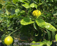 Citrus bergamia, Bergamot orange

Click to see full-size image