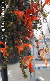 Columnea sp., Flying Goldfish Plant

Click to see full-size image