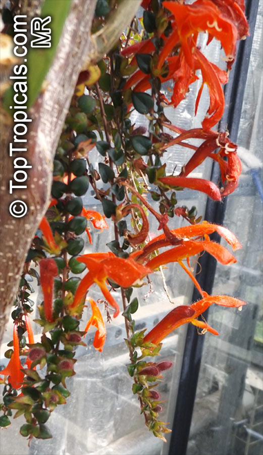 Columnea sp., Flying Goldfish Plant. Columnea oerstediana