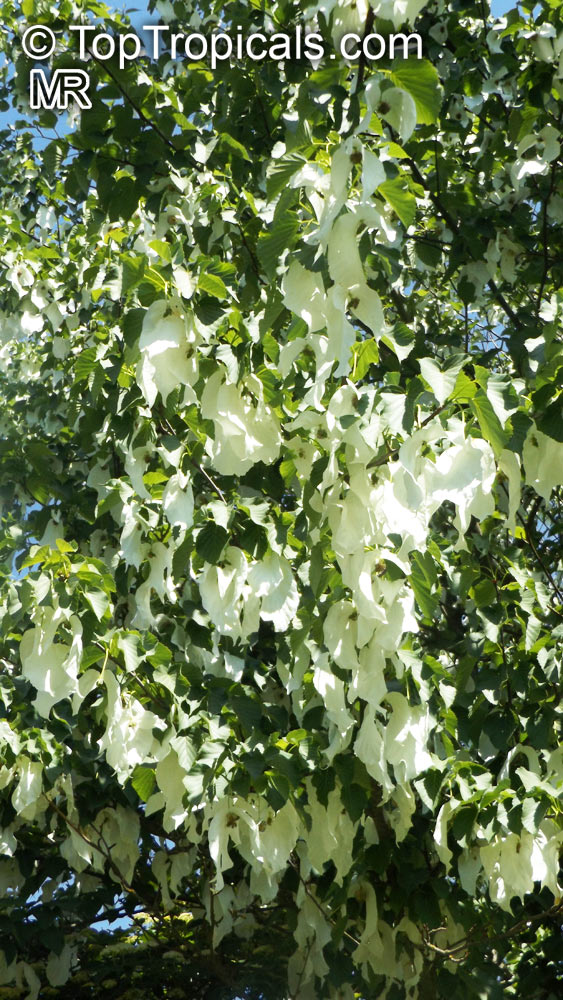 Davidia involucrata, Dove Tree, Ghost Tree, Handkerchief Tree