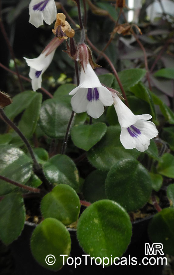 Deinostigma tamiana, Primulina tamiana, Chirita tamiana, Vietnamese Violet