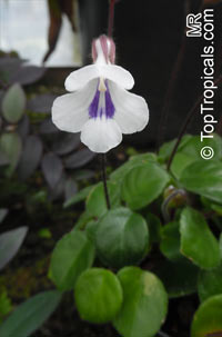 Deinostigma tamiana, Primulina tamiana, Chirita tamiana, Vietnamese Violet

Click to see full-size image