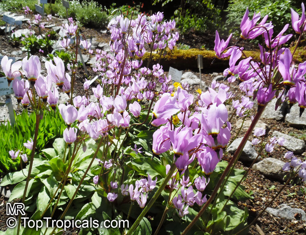 Dodecatheon meadia, Shooting Star, Pride of Ohio, Roosterheads, Prairie Pointers