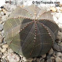 Euphorbia obesa, Baseball Plant

Click to see full-size image