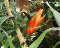Freycinetia insignis, Flowering Pandanus, Climbing Pandanus

Click to see full-size image