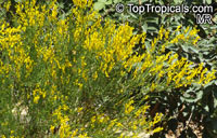 Genista januensis, Spanish Gorse

Click to see full-size image
