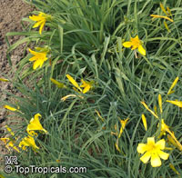 Hemerocallis sp., Daylily

Click to see full-size image