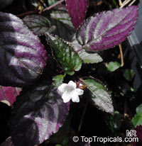 Hemigraphis alternata - Waffle plant

Click to see full-size image