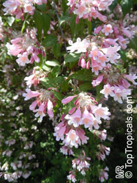 Kolkwitzia amabilis, Linnaea amabilis, Beauty Bush

Click to see full-size image