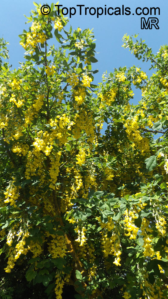 Laburnum sp., Golden Chain Tree, Scotch Laburnum. Laburnum anagyroides