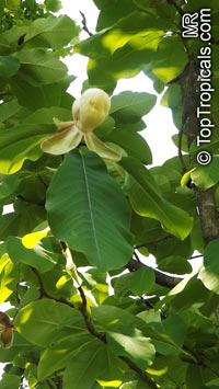 Magnolia obovata, Japanese Bigleaf Magnolia, Japanese Whitebark Magnolia

Click to see full-size image