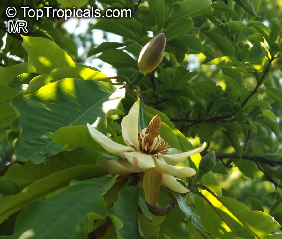 Magnolia obovata, Japanese Bigleaf Magnolia, Japanese Whitebark Magnolia