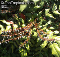 Mahonia sp., Mahonia, Holly Grape

Click to see full-size image