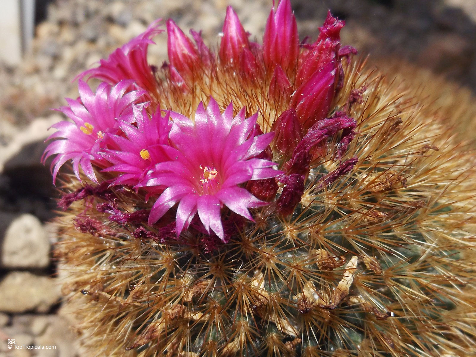 Mammillaria sp. (Mammillaria) pink flowers sit atop the round, spiny body of the succulent. Mammillaria sp. (Mammillaria) pink flower close up on a spiny round cactus.