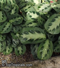 Maranta cristata, Maranta bicolor, Prayer Plant

Click to see full-size image