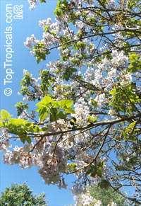 Paulownia sp., Princess Tree, Empress Tree

Click to see full-size image