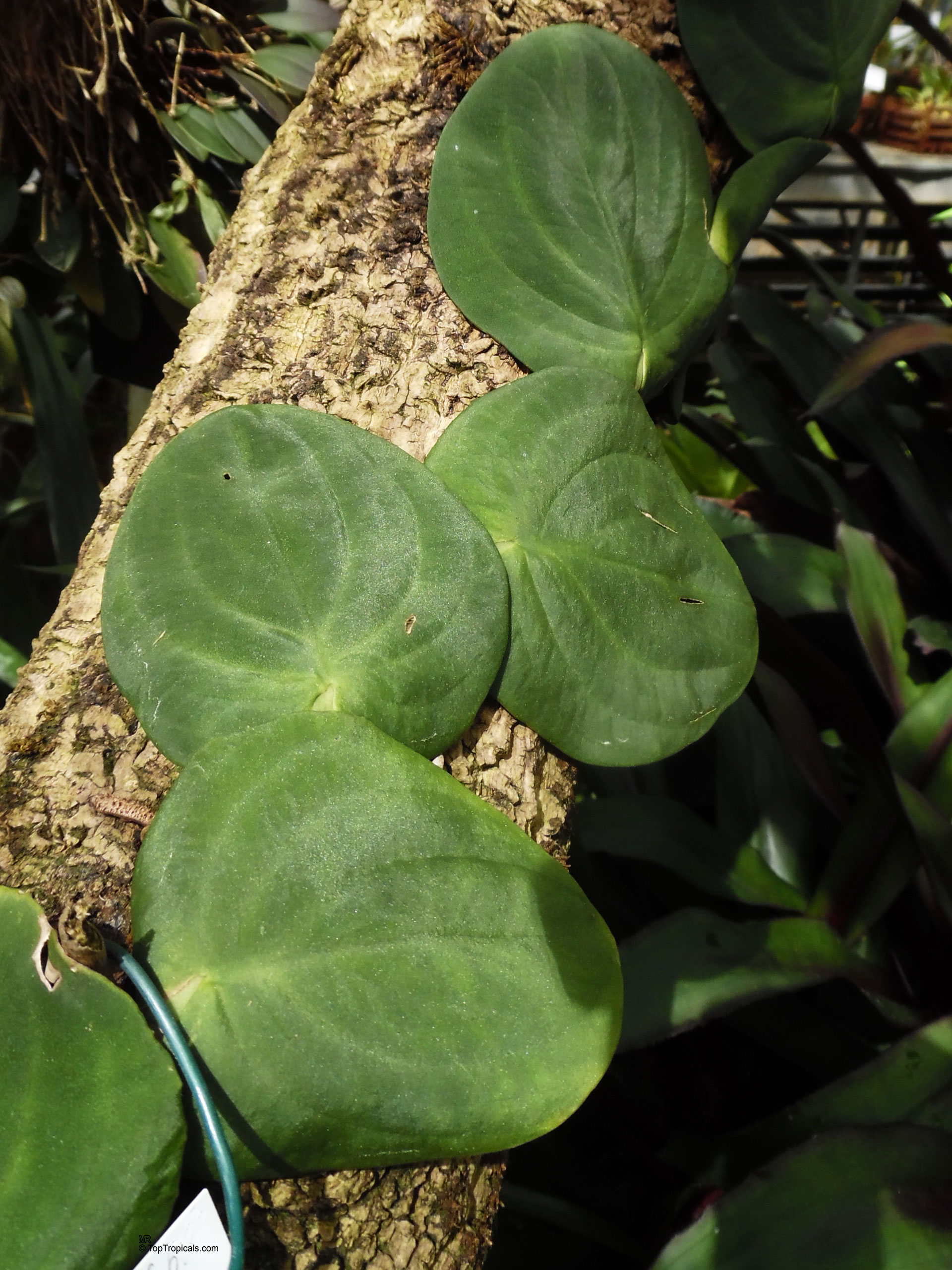 Rhaphidophora korthalsii (Shingle Plant) with flat green foliage attaching directly onto a rough wooden support. Rhaphidophora korthalsii (Shingle Plant) green leaves climbing a rough textured wooden branch close up.